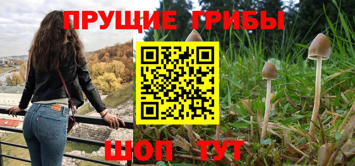 Псилоцибиновые грибы Cubensis Костомукша